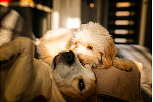 Maltipoo and Beagle Dogs Sharing a