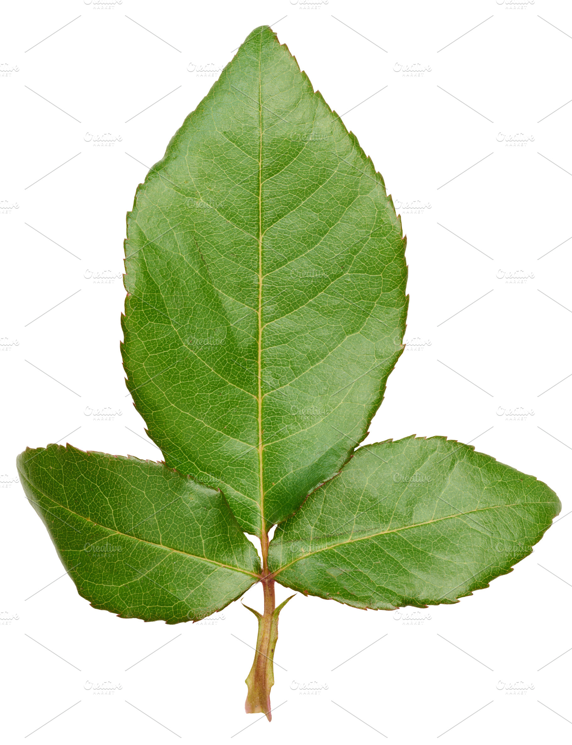 Rose branch with green leaves on stem on isolated background, a Nature Photo by ndanko