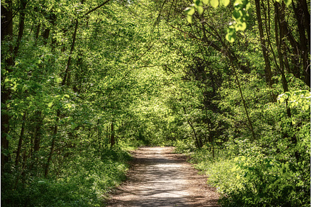 Summer green forest, a Nature Photo by Nature and travel