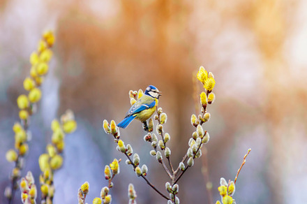 songbird tit sitting on the branches, a Nature Photo by nataba