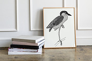 Hand Drawn Illustrations of Birds, an Animal Illustration by Franzi draws (Thumbnail 5 of 5)