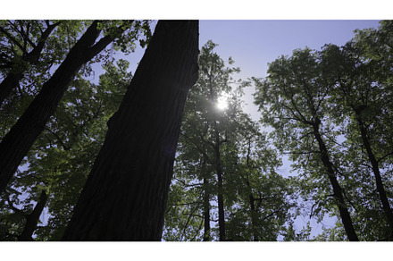 Sunlight Filtered Through the Trees, a Nature Photo by Media Whale Stock