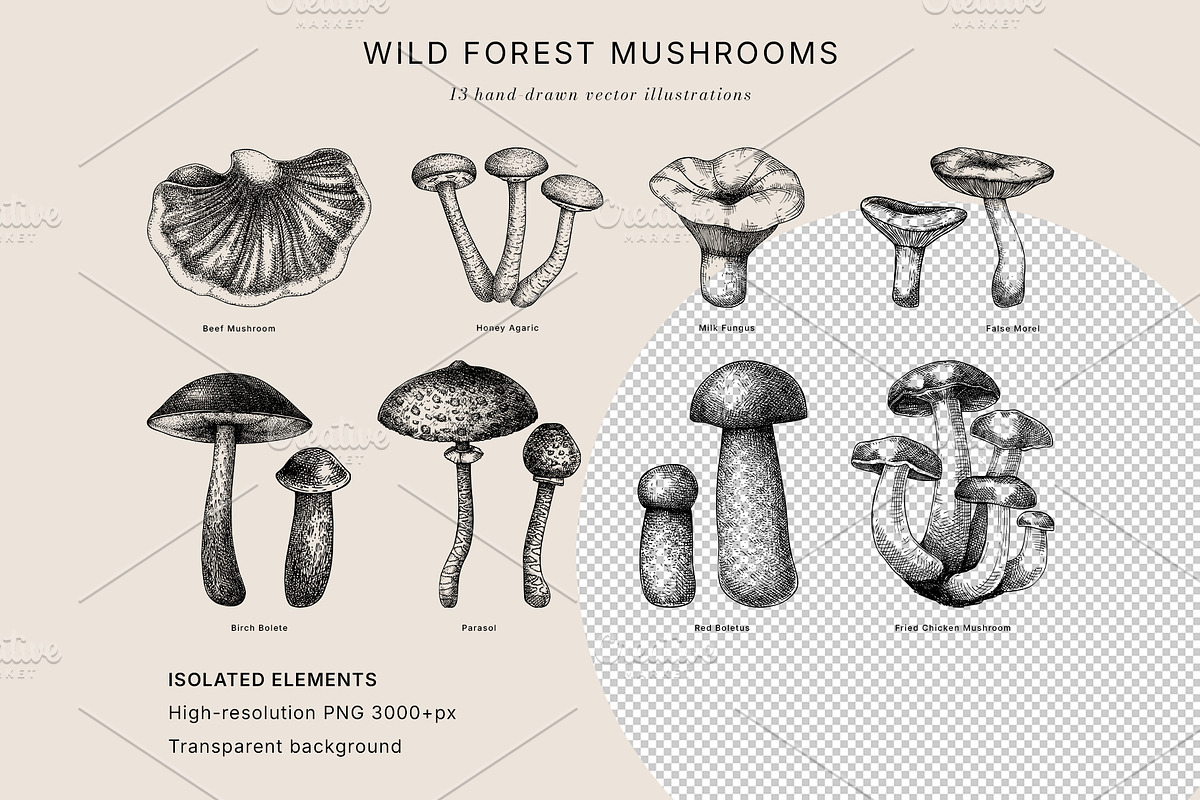Mushrooms Vector Illustration Bundle, a Food Illustration by Yevheniia (Photo 6 of 8)