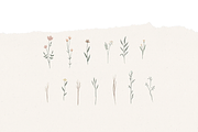 WILDFLOWER ILLUSTRATION / png, an Illustration by KruthDesign (Thumbnail 4 of 4)