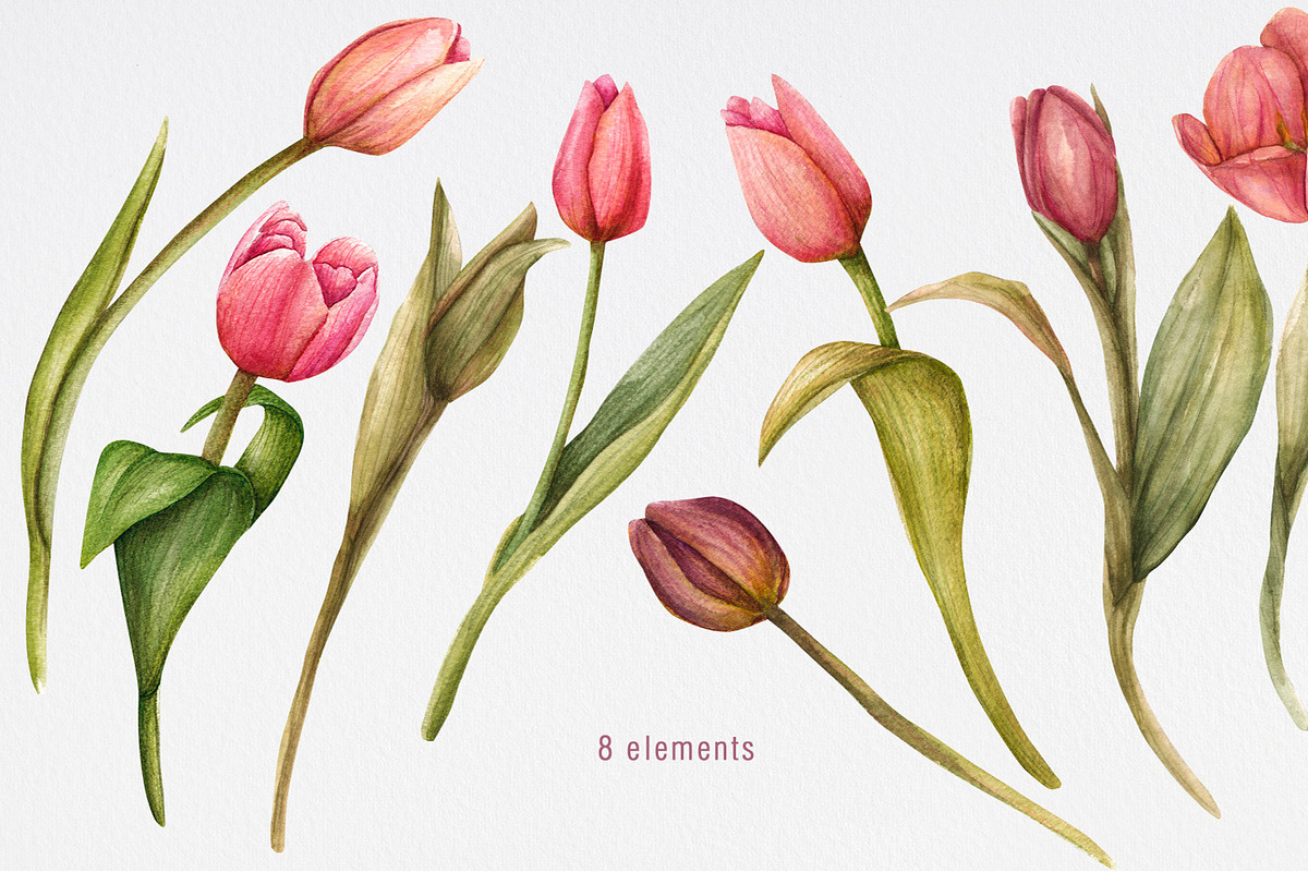 Tulips watercolor clipart, a Decorative Illustration by NatalieArtsDenysenko (Photo 2 of 4)