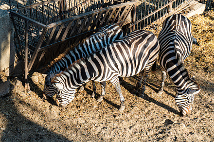 Cute zebra animals in the zoo, an Animal Photo by Anna Bogush