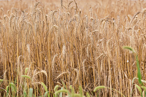 A ripe golden wheat field with full ears of grain in the open ai, a Nature Photo by ndanko