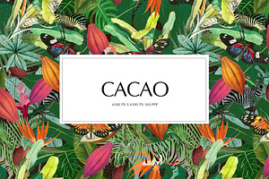 Cacao