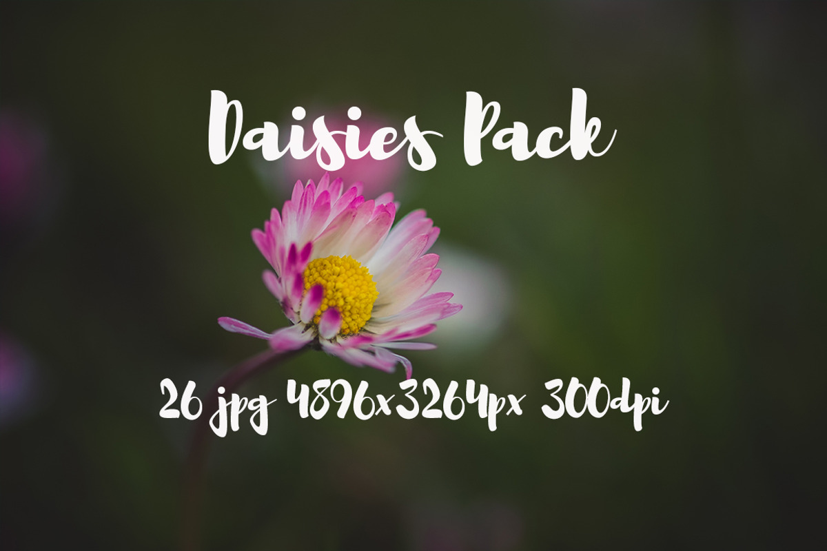Daisies Pack, a Templates & Theme by ApertureVintage (Photo 5 of 14)