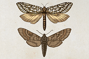 Moth Illustration Vector Set, an Illustration by Kusumaillustration (Thumbnail 6 of 11)