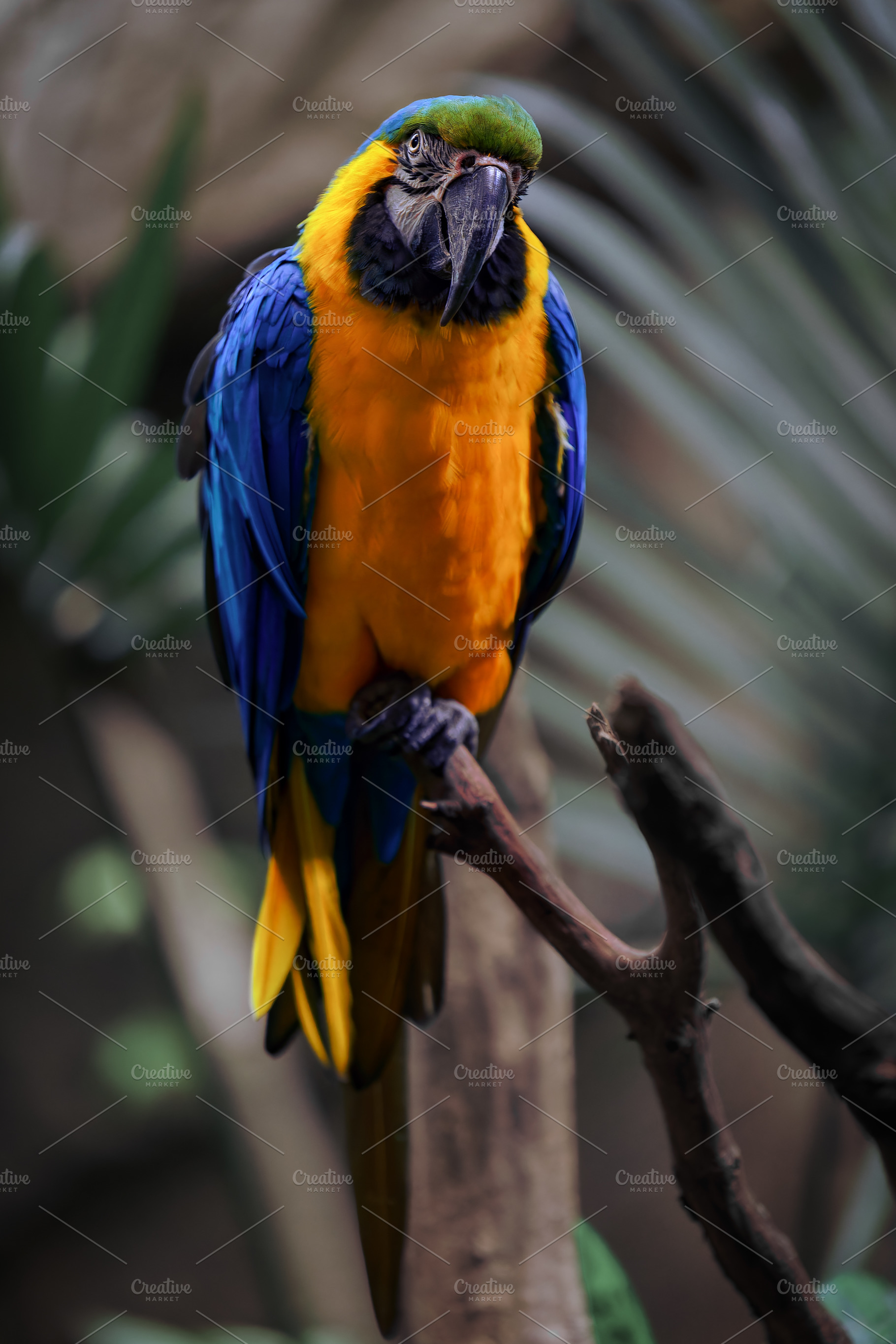 Blue-and-yellow macaw perched on a b, an Animal Photo by Perpis
