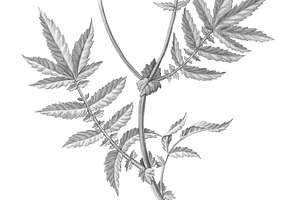 Meadowsweet Pencil Drawing