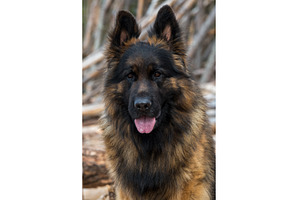 German Shepherd Dog on the beach at