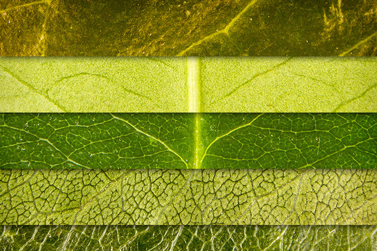 Leaf Textures Pack 1 preview 2