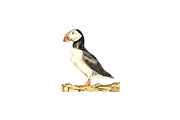 Puffins Seabird  paintings clipart, an Illustration by Doggy Days (Thumbnail 3 of 6)