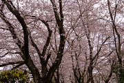 Japanese Cherry Blossom Photo Bundle, a Nature Photo by Silent Nature (Thumbnail 9 of 10)