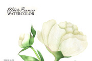 White peonies watercolor clipart, an Illustration by OlDm_Shop (Thumbnail 5 of 10)