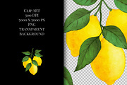 Watercolor  Lemon Clipart  PNG., a Graphic by ARTVracovska (Thumbnail 4 of 4)