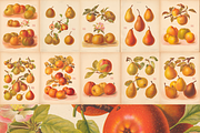 Rare! The Herefordshire Pomona, a Food Illustration by Digital Museum (Thumbnail 9 of 10)
