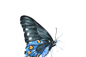 Isolated Hand Drawn Butterfly