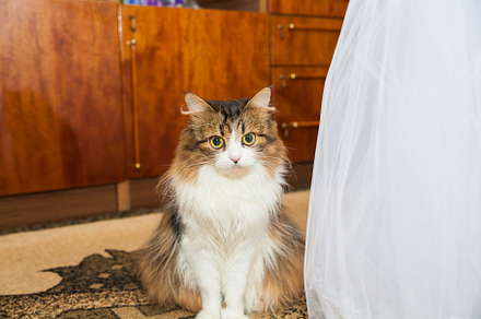 Wedding cat near beautiful bridesmaid dresses, a Person Photo by Artsaba Family