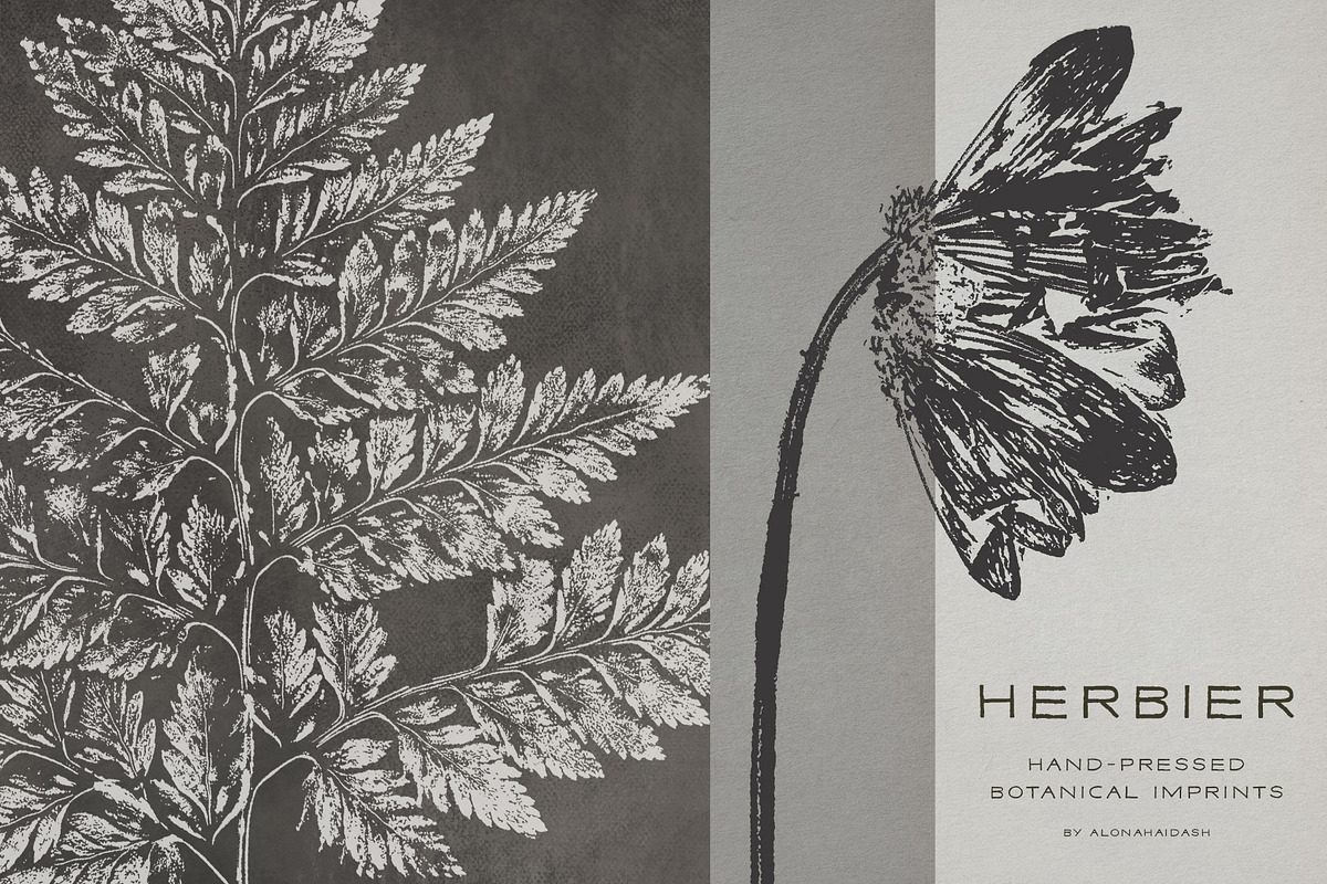 Hand-Pressed Botanical Imprints, an Object Graphic by alonahaidash (Photo 5 of 13)