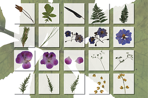 Pressed Flowers PNG Graphics