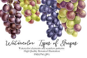 Watercolor Types of Grapes
