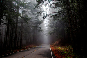 Into the Fog Beneath the Redwoods