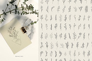 Flora. Botanical collection, an Illustration by Merfin (Thumbnail 2 of 8)