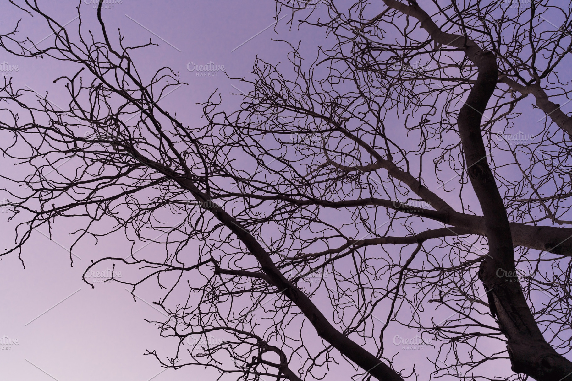 Tree branches against the sky iii featuring color, nature, and natural, an Abstract Photo by Visual Motiv