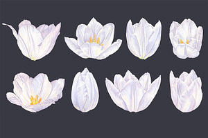 Realistic Vector White Tulips Set