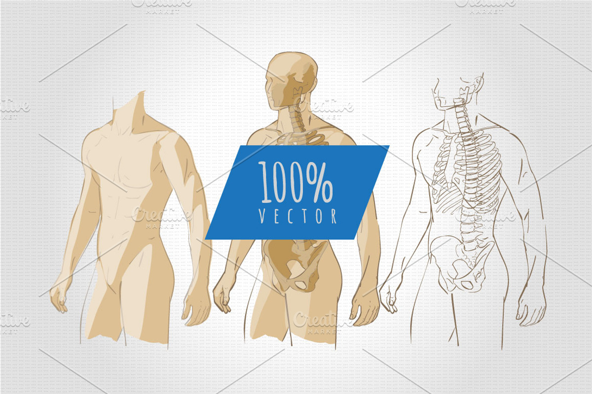 Anatomy Human Body skeleton vector, a Healthcare Illustration by Alltruecolours (Photo 4 of 4)