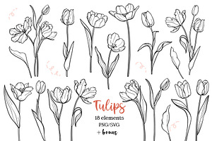 Tulip Line Art, Botanical SVG & PNG