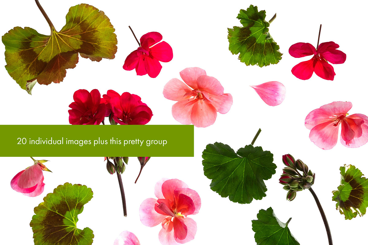 20 High Res Geranium PNGs, an Object Graphic by Memow Studio (Photo 4 of 7)