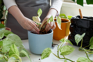 Plant rehabilitation. Woman repotting plant, performing indoor gardening and pl, a Photo by matucha