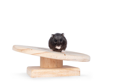 Hamster on wheel white background, an Animal Photo by Cat'chy Images by Nynke