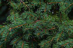 Pine tree with waret drops after the rainin the summer