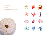 By The Sea – Watercolor Collection, an Illustration by SophieLittleEye (Thumbnail 3 of 12)