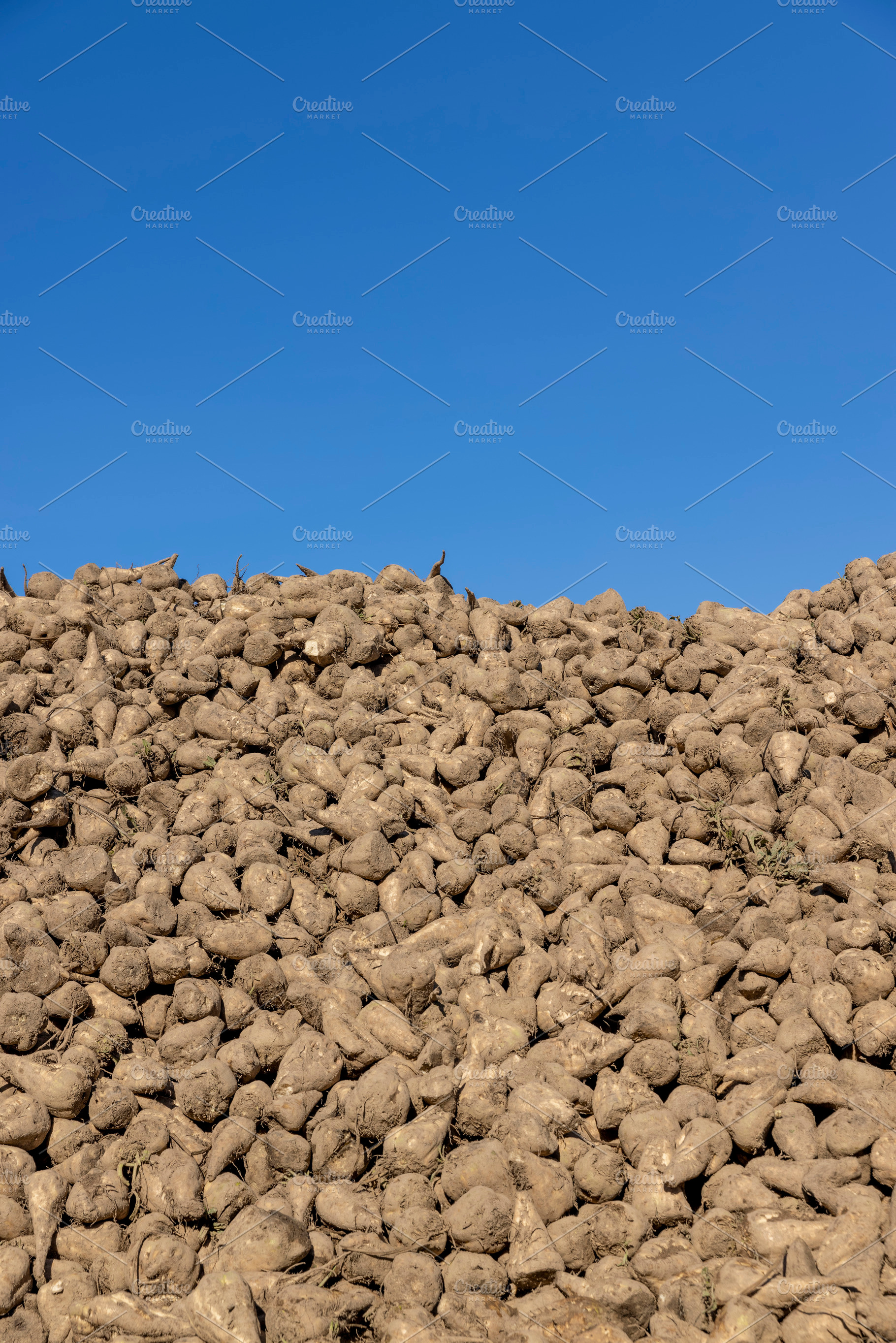 beet after harvesting for the production of white crystalline sugar, a Photo by rsoollAI