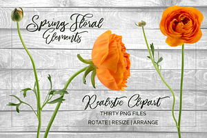 Ranunculus Floral ClipArt Realistic