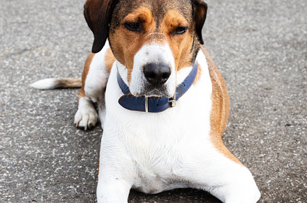 tricolor dog lying down while waitin, an Animal Photo by Perpis