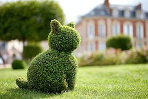 Topiary sculpture of a cat made from green bushes, a Nature Photo by AlyaAnd