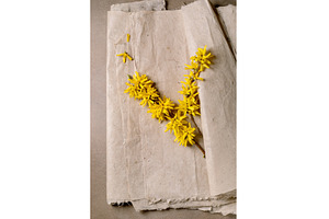 Yellow Forsythia Branch On Parchment, a Nature Photo by Natasha Breen
