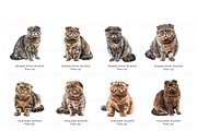 Scottish Fold Cat Clipart, Cat Breed, an Animal Illustration by BrushstrokeArtGB (Thumbnail 3 of 9)