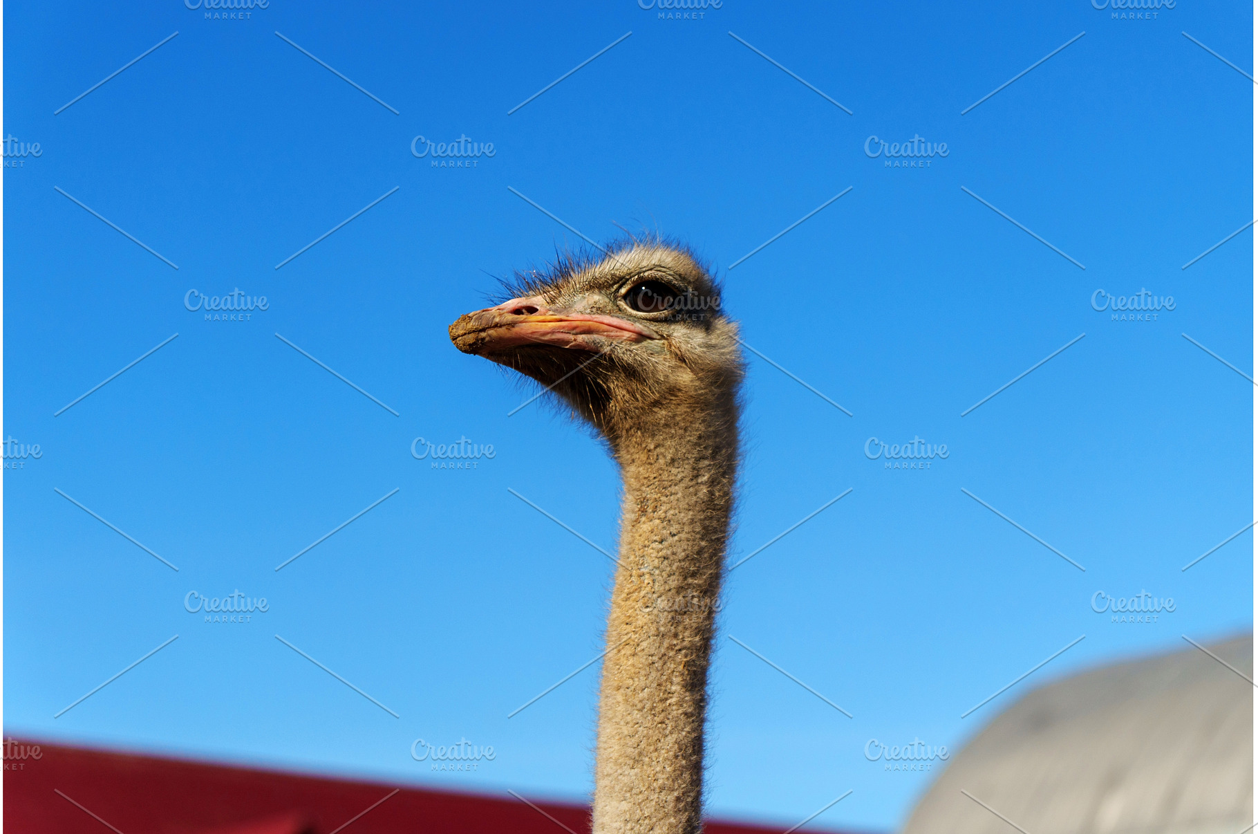 Close-up of an ostrich with curious, an Animal Photo by darksoul72
