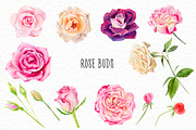 Watercolor roses & florals set, an Illustration by Elegantia (Thumbnail 2 of 9)