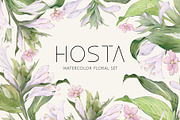 HOSTA watercolor floral set, a Decorative Illustration by Yuliia Lashevska (Thumbnail 1 of 12)