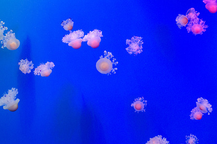 Group of light blue jellyfish stock photo containing animal and aquarium