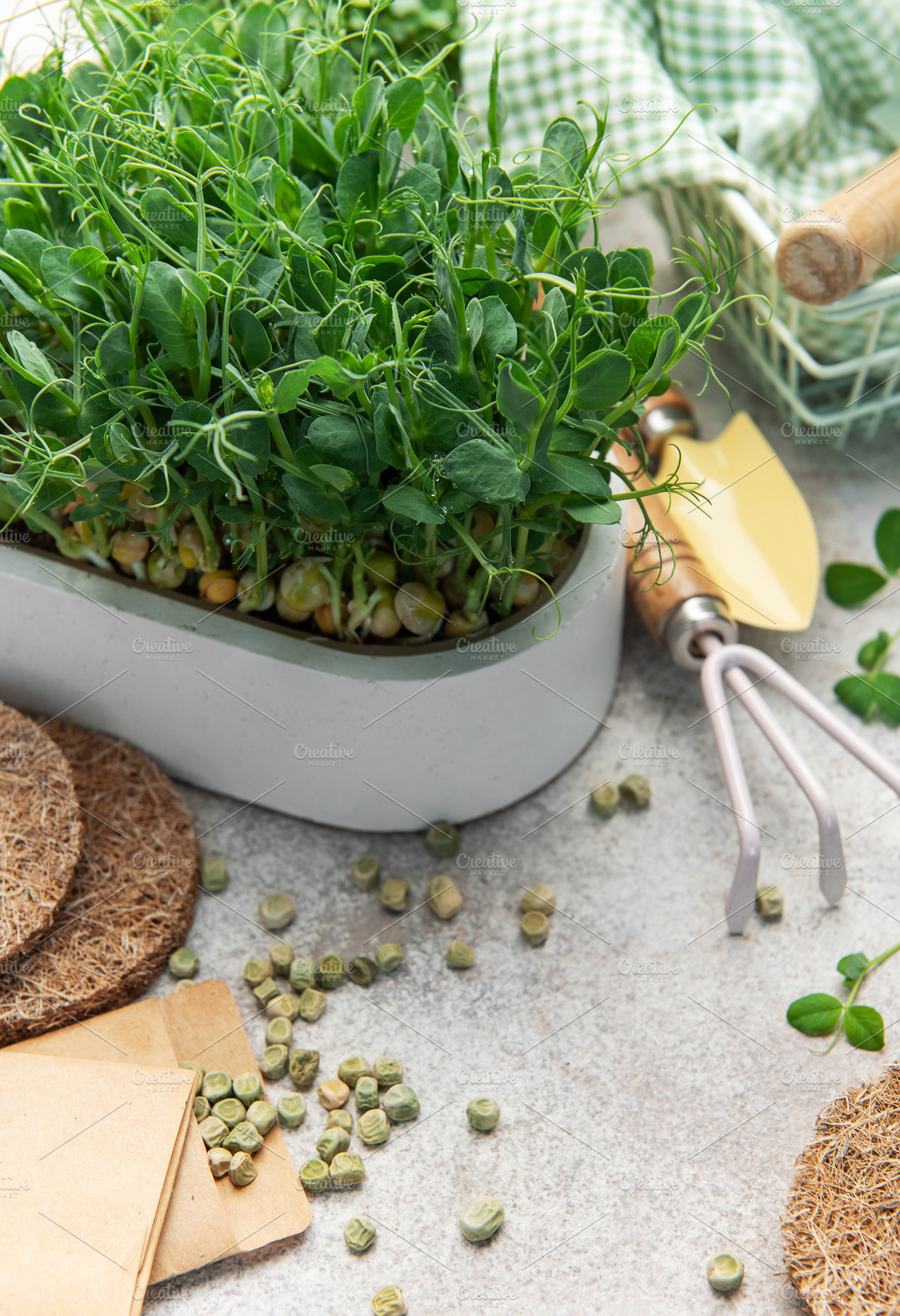 Growing pea microgreens with gardening tools and seeds, a Food & Drink Photo by Olena Rudo